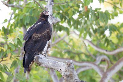 Wedge Tailed Eagle (Aquila audax audax) - Marrakai Track, NT (2)
