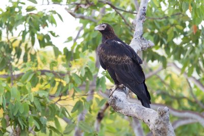 Wedge Tailed Eagle (Aquila audax audax) - Marrakai Track, NT (4)