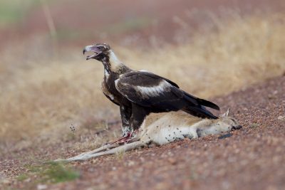 Wedge-tailed Eagle - Eating Agile Wallaby (Aquila audax audax) - Katherine, NT