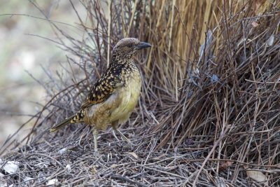 Western Bowerbird (Ptilonorhynchus guttatus guttata) - Alice Springs, NT (2)