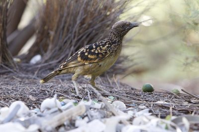 Western Bowerbird (Ptilonorhynchus guttatus guttata) - Alice Springs, NT