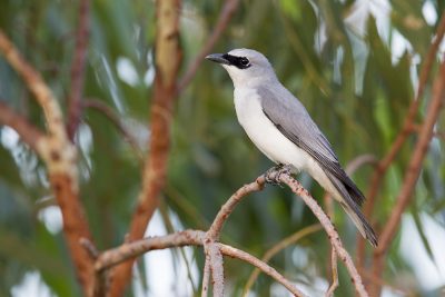 White-bellied Cuckoo-shrike (Coracina papuensis hypoleuca) - Darwin, NT