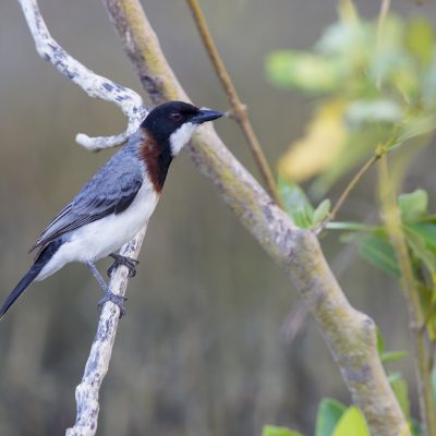 Cuckooshrikes, Whistlers, Australo-Papuan Bellbirds and Shrike-tit