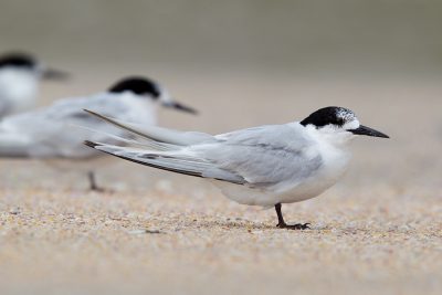 White-fronted Tern  - Northland, New Zealand