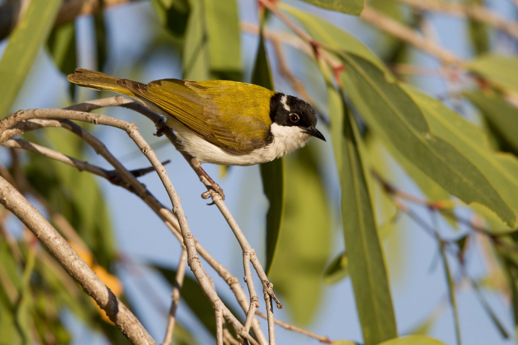 White-throated Honeyeater (Melithreptus albogularis albogularis) - Edith Falls, NT