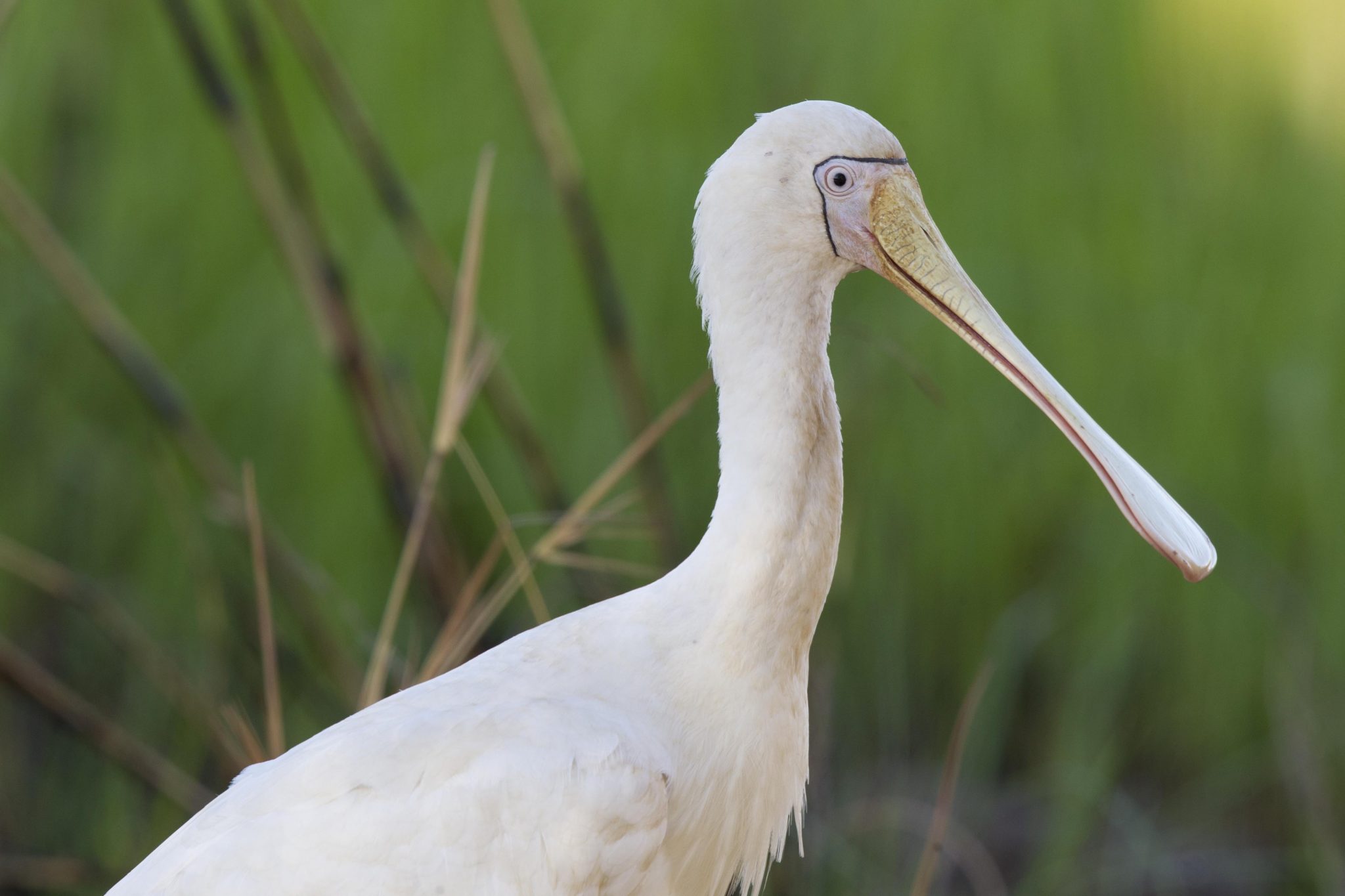 Yellow-billed Spoonbill (Platalea flavipes) - Jabiru, NT