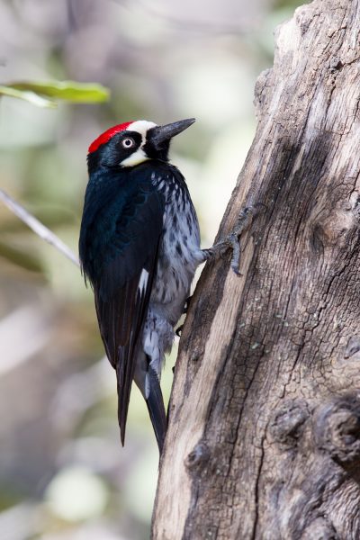 Acorn Woodpecker (Side)