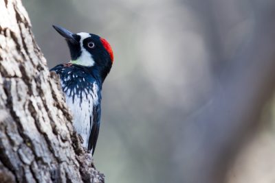 Acorn Woodpecker1