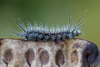 Amazon Caterpillar