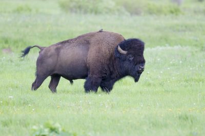 American Bison - Yellowstone National Park