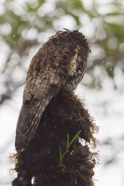 Andean Potoo.