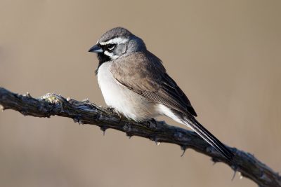 Black-throated Sparrow1