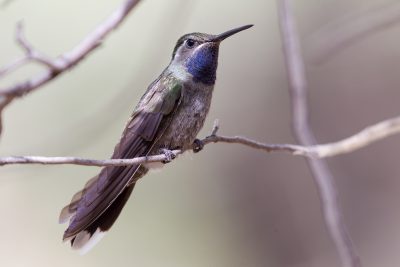 Blue-throated Hummingbird1