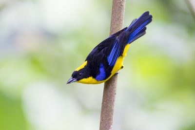 Blue-winged Mountain-tanager - Tandayapa Lodge, Ecuador1