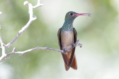 Buff-bellied Hummingbird1