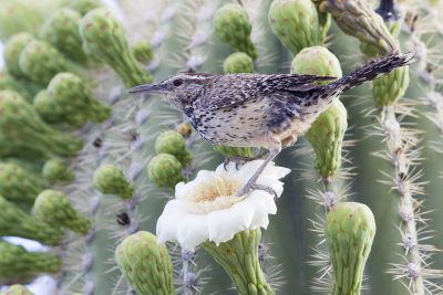 Cactus Wren (Saguaro Cactus)1