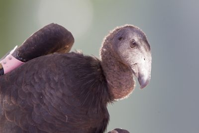 Californian Condor (Juv Profile)