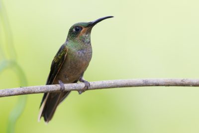 Fawn-breasted Brilliant (Juv)