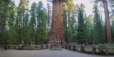 General Sherman Sequoia Tree (Largest tree in the world)