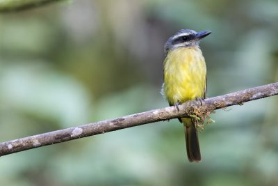 Golden-crowned Flycatcher - Tandayapa Lodge, Ecuador
