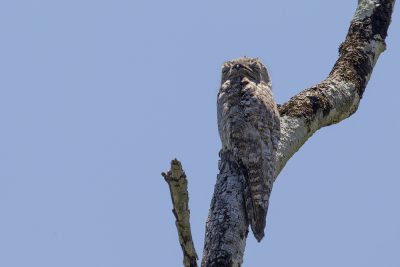 Greater Potoo