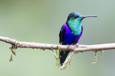 Green-crowned Woodnymph (Male) - Milpe, Ecuador1