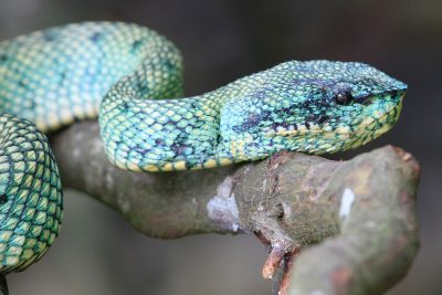 Green Pit Viper - Bako National Park
