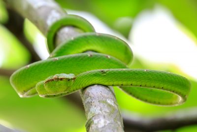 Green Pit Viper (Male) - Bako National Park (2)