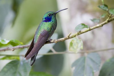 Green Violet-ear - Tandayapa Lodge, Ecuador