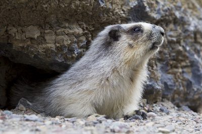Hoary Marmot (Profile)