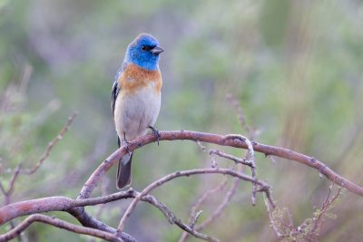 Lazuli Bunting (Male, Front)