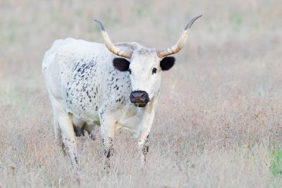 Long Horn Cattle