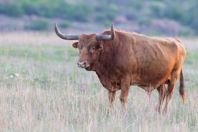 Long Horn Cattle (Bull)