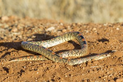 Long-nosed Snake