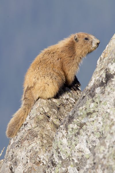 Olympic Marmot (Adult)