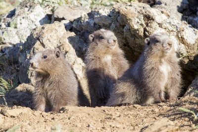 Olympic Marmot Babies