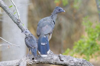 Plain Chachalaca with Baby