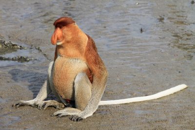 Proboscus Monkey - Bako National Park (Kuching)