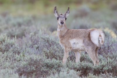 Pronghorn Antelope (Baby)