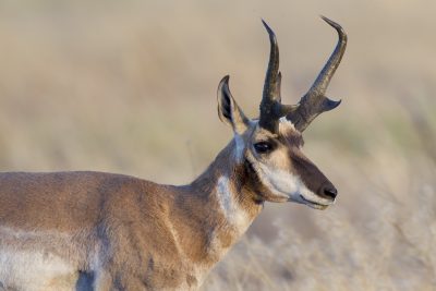 Pronghorn Antelope (Male Profile)