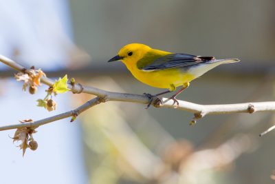 Prothonotary Warbler (Male)