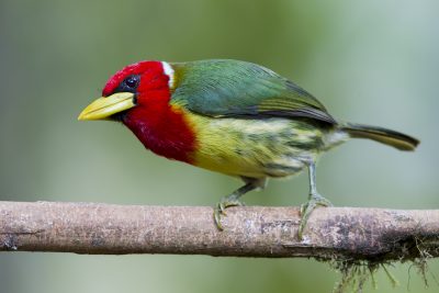 Red-headed Barbet (Male) - Tandayapa Lodge, Ecuador