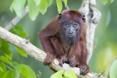 Red Howler Monkey (Baby)