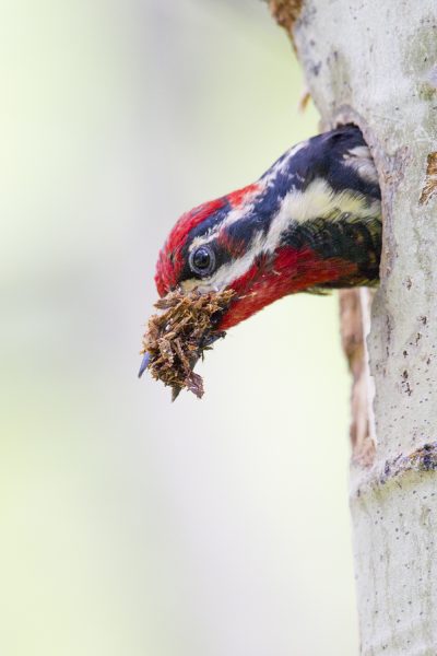 Red-naped Sapsucker (Male removing nest material)
