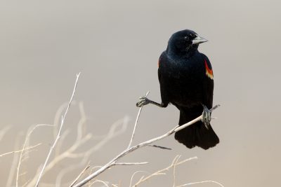 Red-winged Blackbird2
