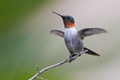 Ruby-throated Hummingbird (Male with wings out)