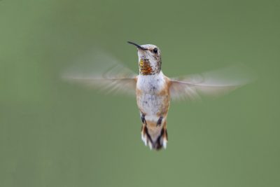 Rufous Hummingbird (Female)