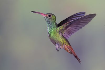 Rufous-tailed Hummingbird (Male in flight) - Tandayapa Lodge, Ecuador