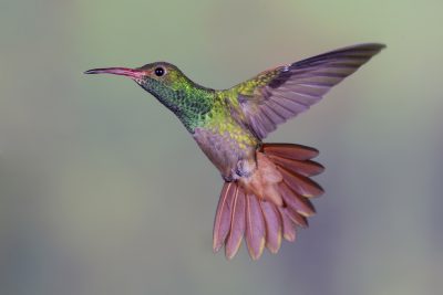 Rufous-tailed Hummingbird (Male) - Tandayapa Lodge, Ecuador