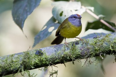 Russet-crowned Warbler - Tandayapa Lodge, Ecuador